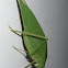 Leaf insect