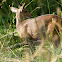 Bushbuck