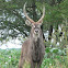Waterbuck