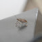 stink bug