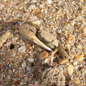Fiddler Crab