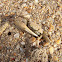 Fiddler Crab