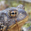 American Toad