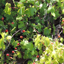 Southern Dewberry