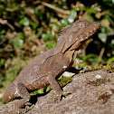 Southern Angle Headed Dragon