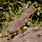 Southern Angle Headed Dragon
