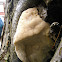 Bitter Bracket/Bittere Kaaszwam