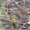 Eastern Chipmunk