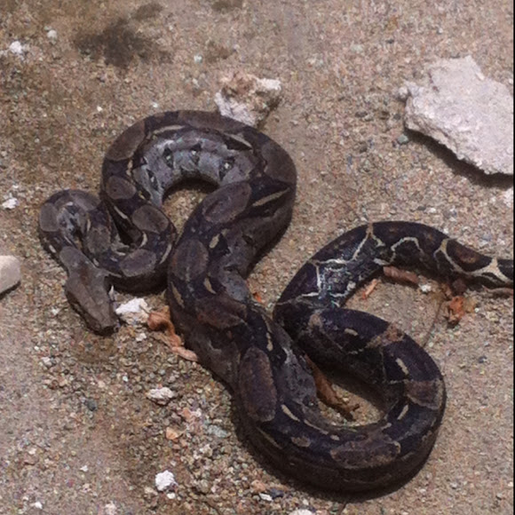 Spotting Image 1