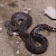 Boa constrictor