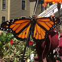 Monarch butterfly