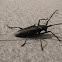Sawyer beetle