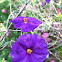 Blue Potato Bush