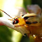 Three lined potato beetle