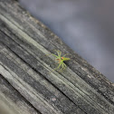 Green Jumping Spider
