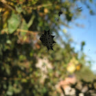 Spiny-backed Orbweaver