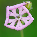 Silene colorata