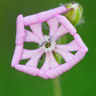 Silene colorata