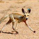 Rüppell's fox