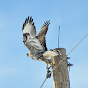 Rough-Legged Hawk