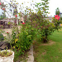 Red Star hibiscus