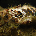 Mussel