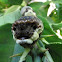 Giant Swallowtail larva