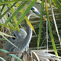 Great Blue Heron