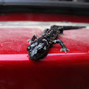 Northern Slimy Salamander