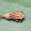 Yellow Headed Leafhopper