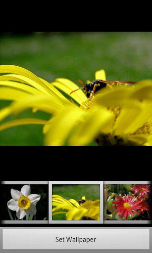 helix-nature-wallpapers-2 for android screenshot