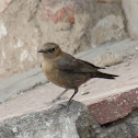 Brown Rock Chat