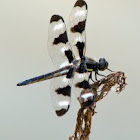 Twelve-spotted Skimmer