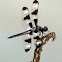 Twelve-spotted Skimmer