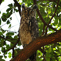 Spotted Eagle Owl