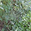 Spider web