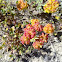 unknown wildflowers