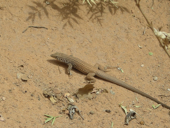 Spotting Image 1
