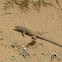 Whiptail