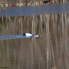 Common Goldeneye