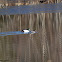 Common Goldeneye