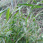 Japanese stiltgrass