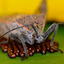 Stink Bug