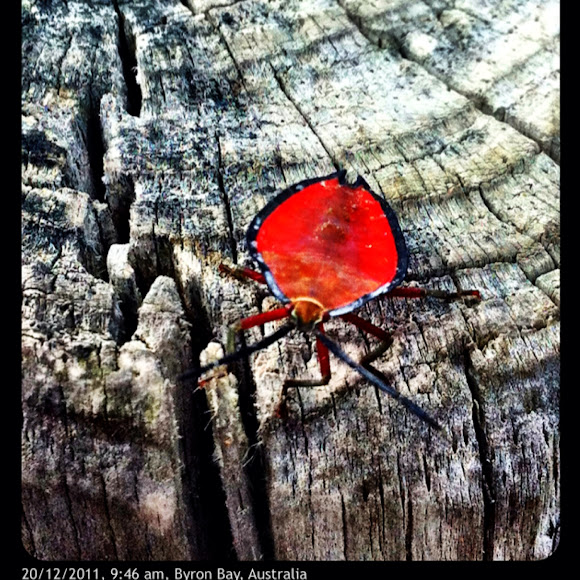 Spotting Image 1