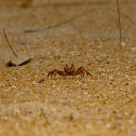 Crab