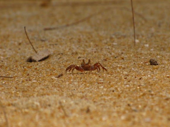 Spotting Image 1