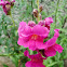 Snapdragon