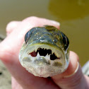 Walleye