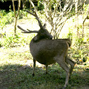 Rusa Deer