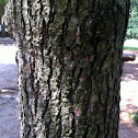 White pine